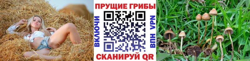 Псилоцибиновые грибы ЛСД  Купить закладки  Кимры 